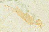Bargain, Miocene Pea Crab (Pinnixa) Fossil - California #141607-1